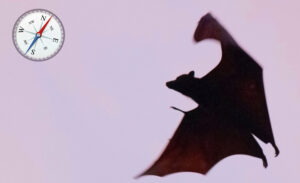 bat flying through the air