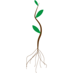 seedling with roots