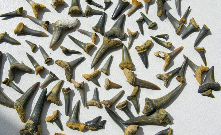 Nature Adventures: Sharks Teeth and Fossils