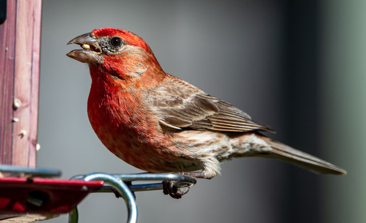 Watch the effects of seed distribution as you spread seeds in your own yard!