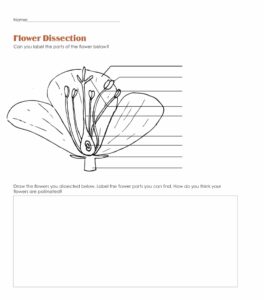 Image of flower dissection handout