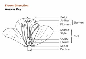 image of flower dissection key PDF