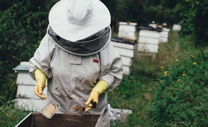 The Busy World of Bees