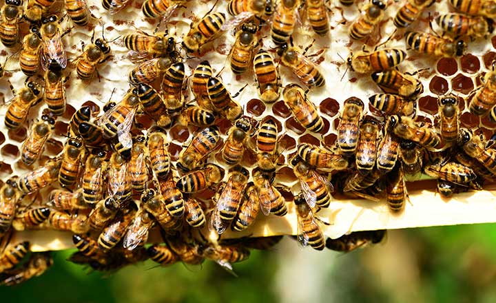 Youth will learn how critical bees are to our agricultural industry and native ecosystems. They will explore different types of bees, how they forage for food, pollinate plants, and share information.