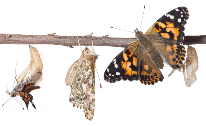 Youth will observe the wonders of the natural world unfolding in front of them by raising painted lady butterflies from larva through adulthood.